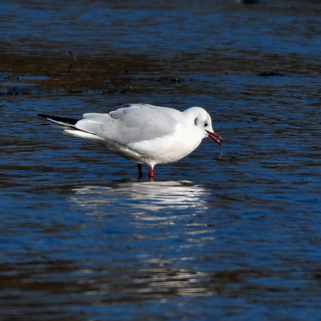 Хүрэн толгойт цахлай - ML84151131