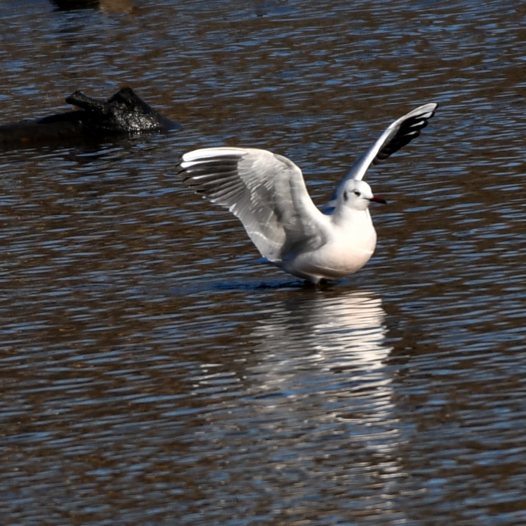 Хүрэн толгойт цахлай - ML84151141