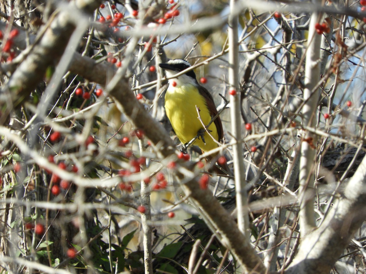 Great Kiskadee - ML84151491