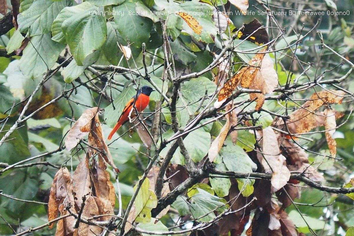 赤紅山椒鳥 - ML84151971