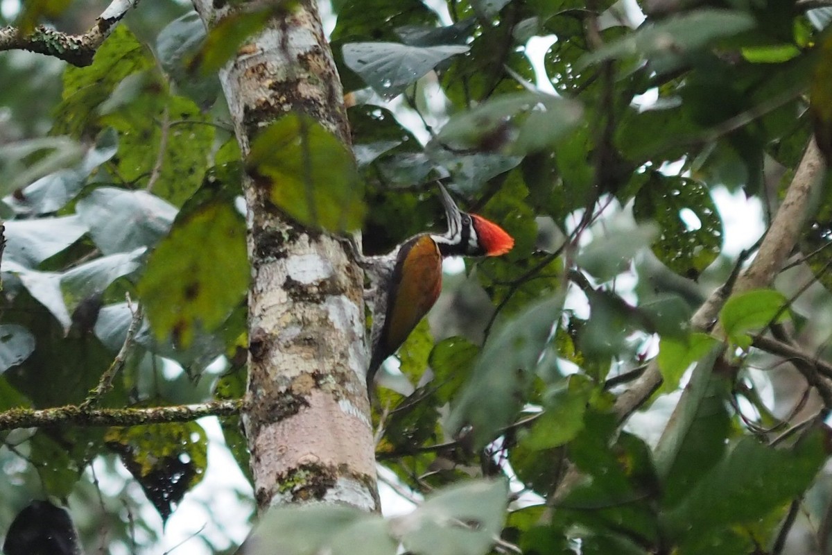 Greater Flameback - ML84152301