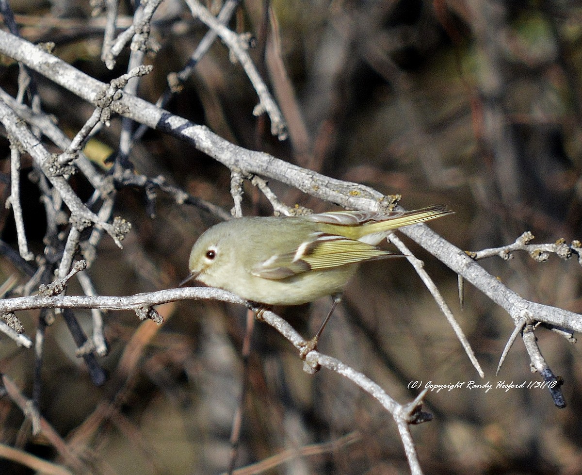 Ruby-crowned Kinglet - Randy Hesford