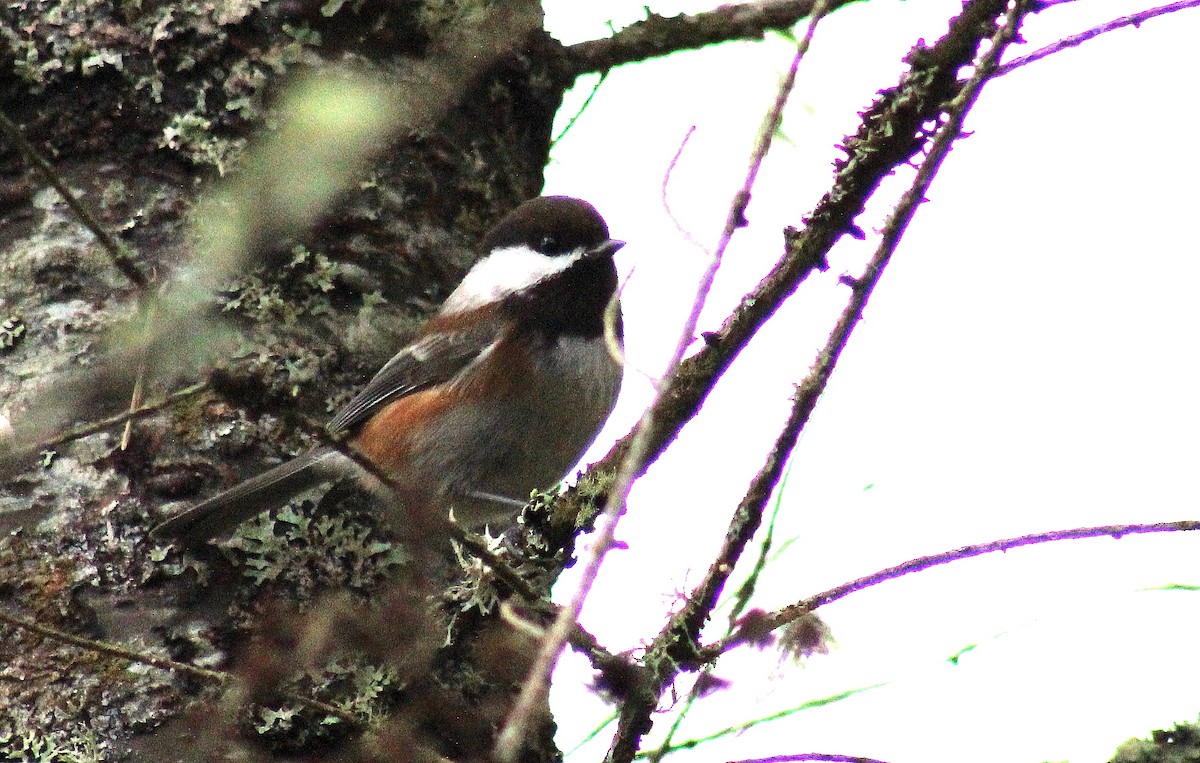 Chestnut-backed Chickadee - ML84155031
