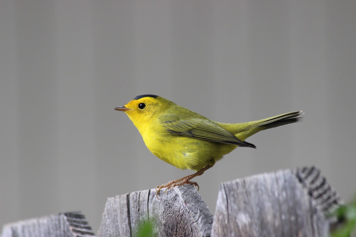 Wilson's Warbler - Donald Jones