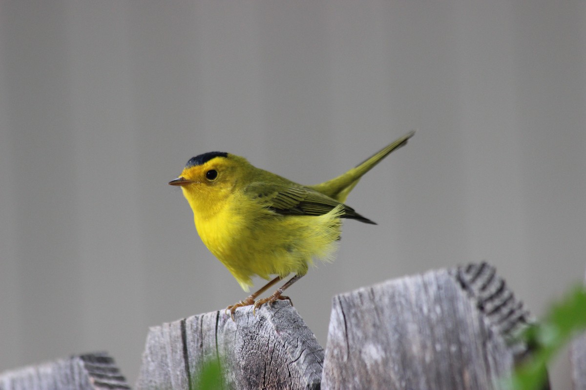 Wilson's Warbler - ML84157911