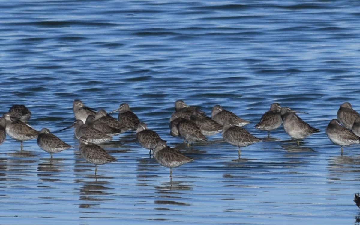 Long-billed Dowitcher - Galen Groff