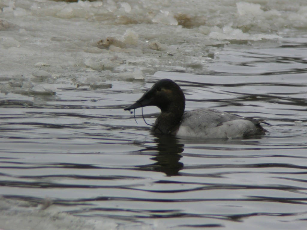 Canvasback - ML84160881