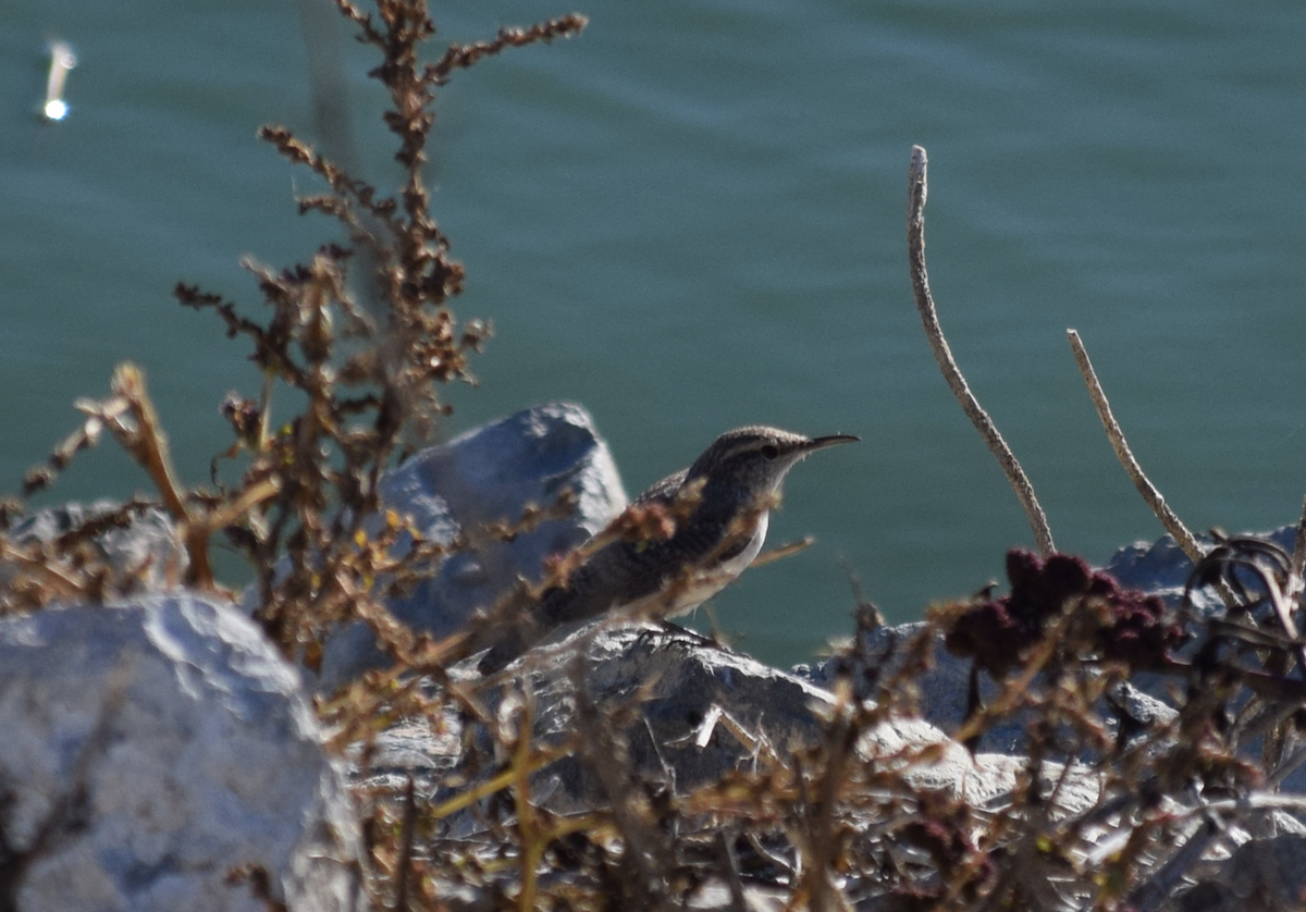 Rock Wren - ML84160941