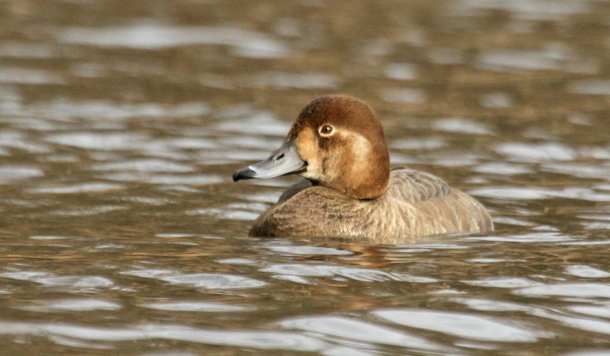 Redhead - Ryan Schain