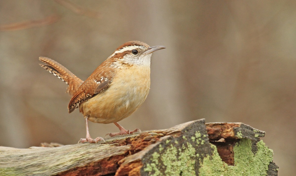 Carolina Wren - ML84163191