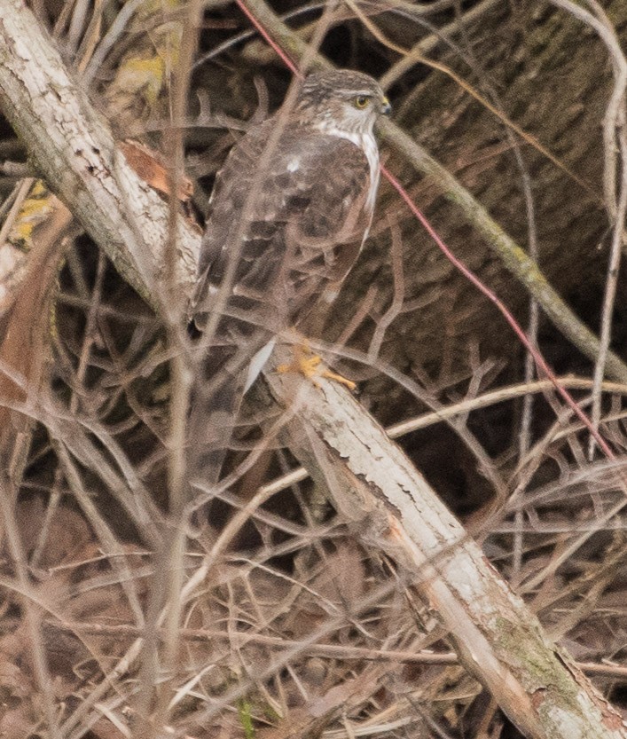 Sharp-shinned Hawk - Libby Burtner