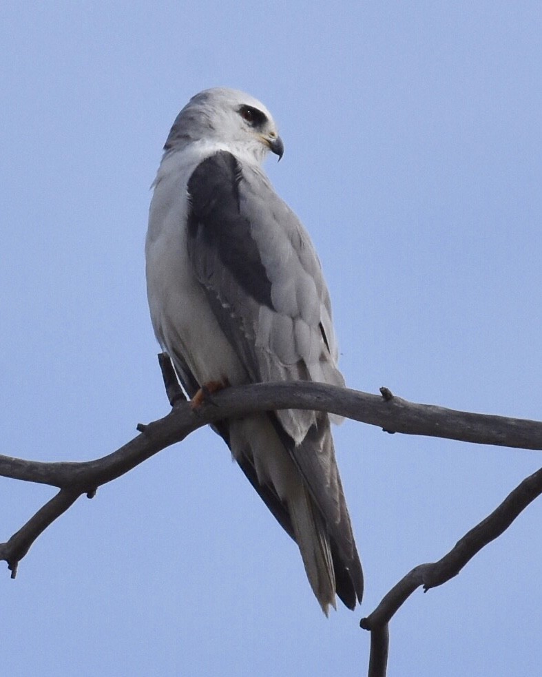 White-tailed Kite - ML84167431