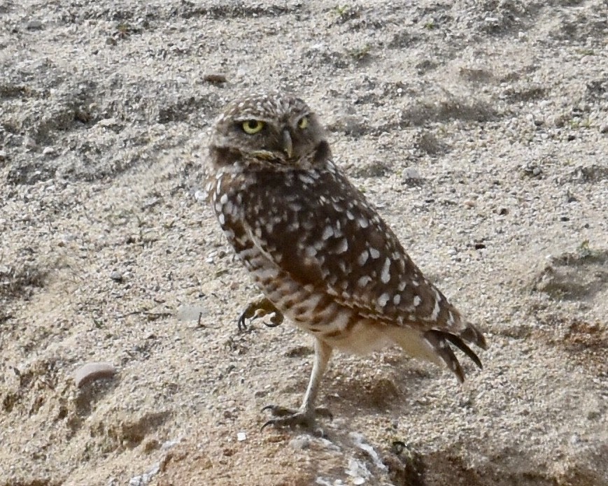 Burrowing Owl - Don Hoechlin