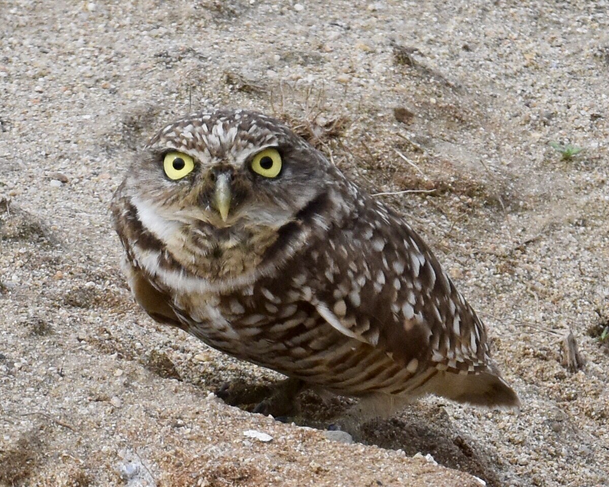 Burrowing Owl - Don Hoechlin