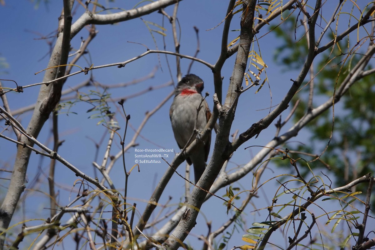 Rose-throated Becard - SeEtta Moss