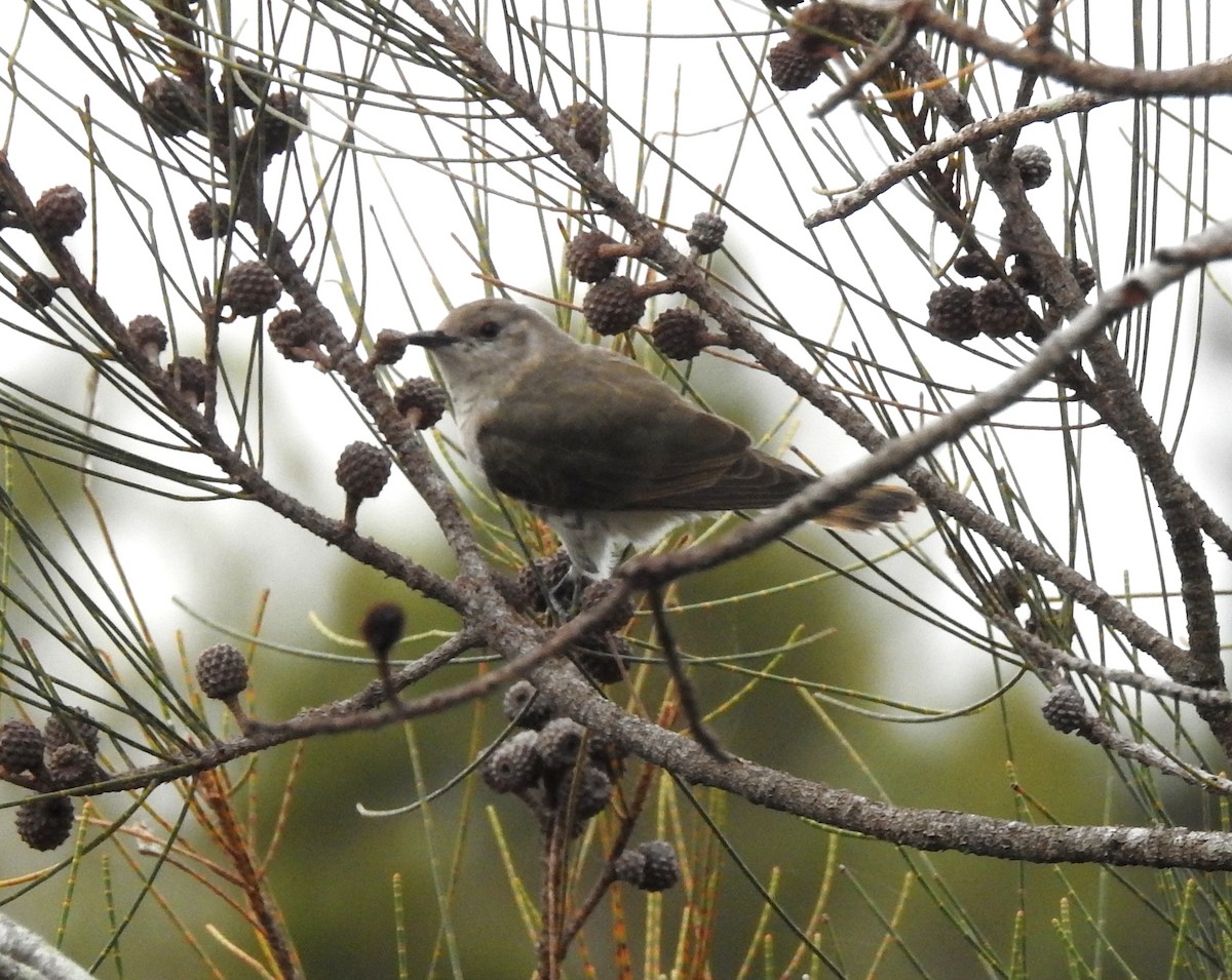 Horsfield's Bronze-Cuckoo - ML84168961