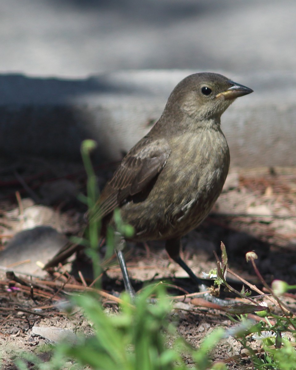 Shiny Cowbird - ML84169031