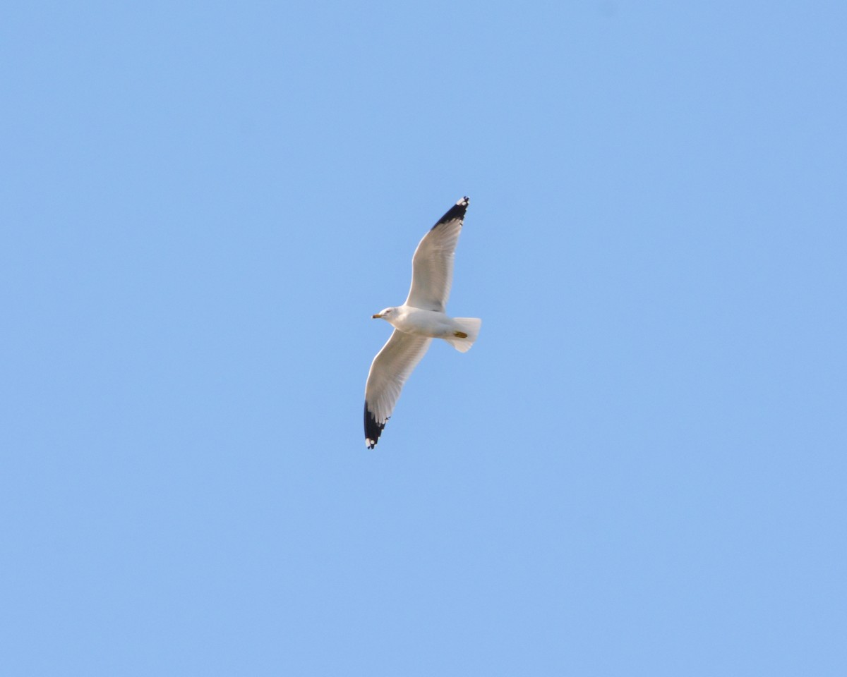 Ring-billed Gull - ML84169131