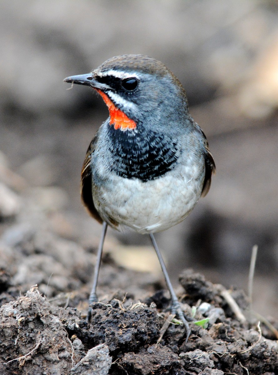Himalayan/Chinese Rubythroat (White-tailed Rubythroat) - ML84170571