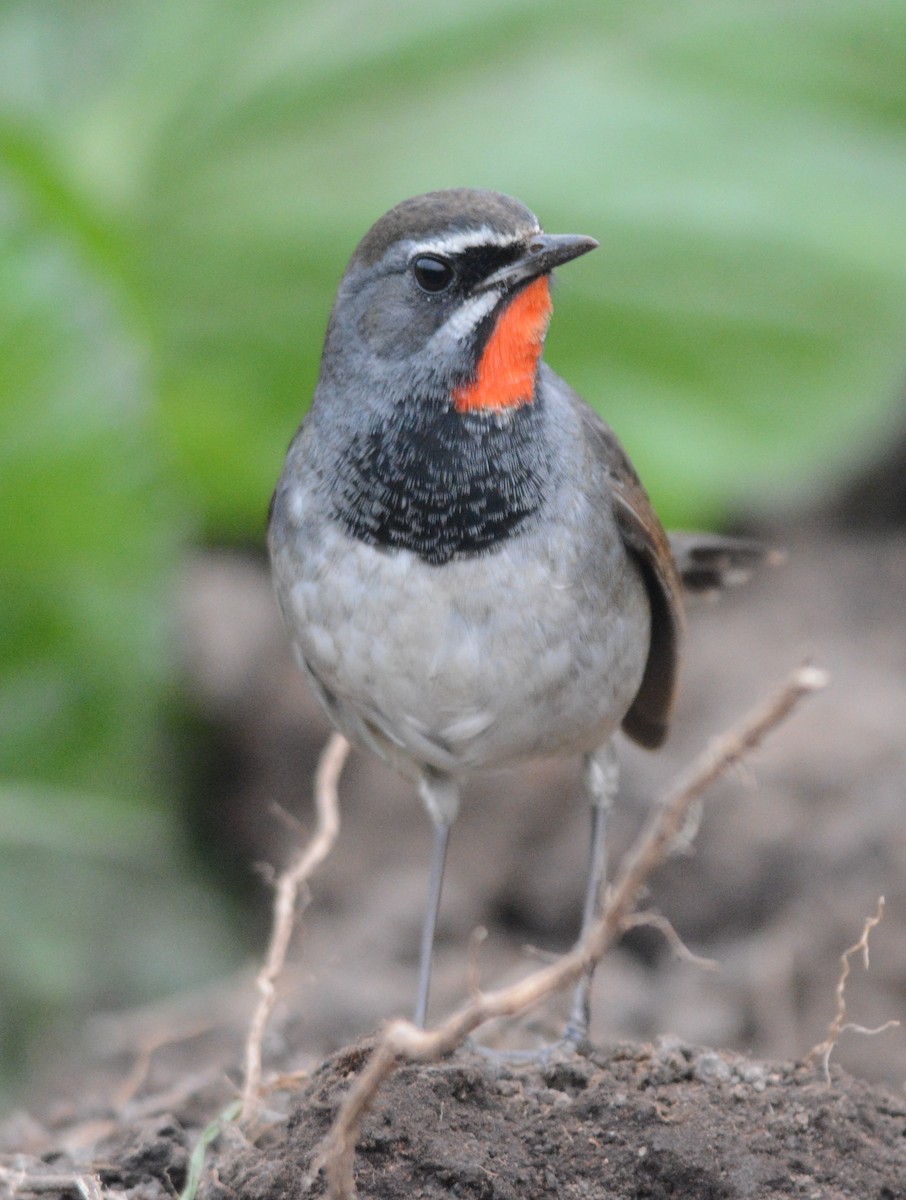 Himalayan/Chinese Rubythroat (White-tailed Rubythroat) - ML84170581
