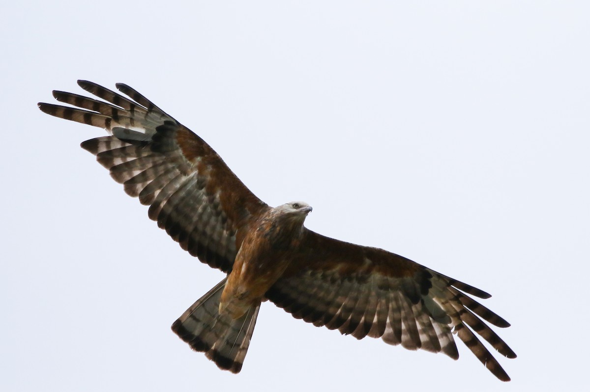 Square-tailed Kite - ML84171151