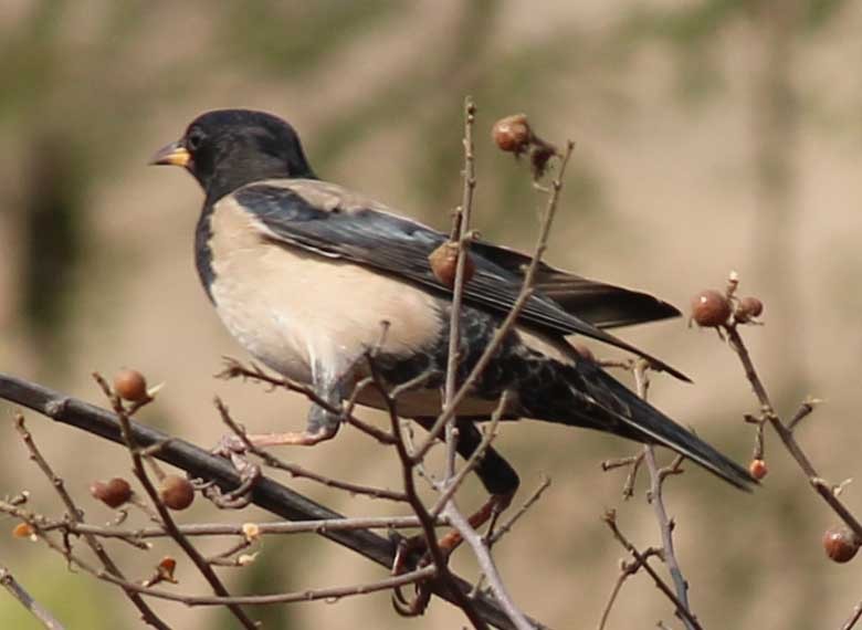 Rosy Starling - ML84171451