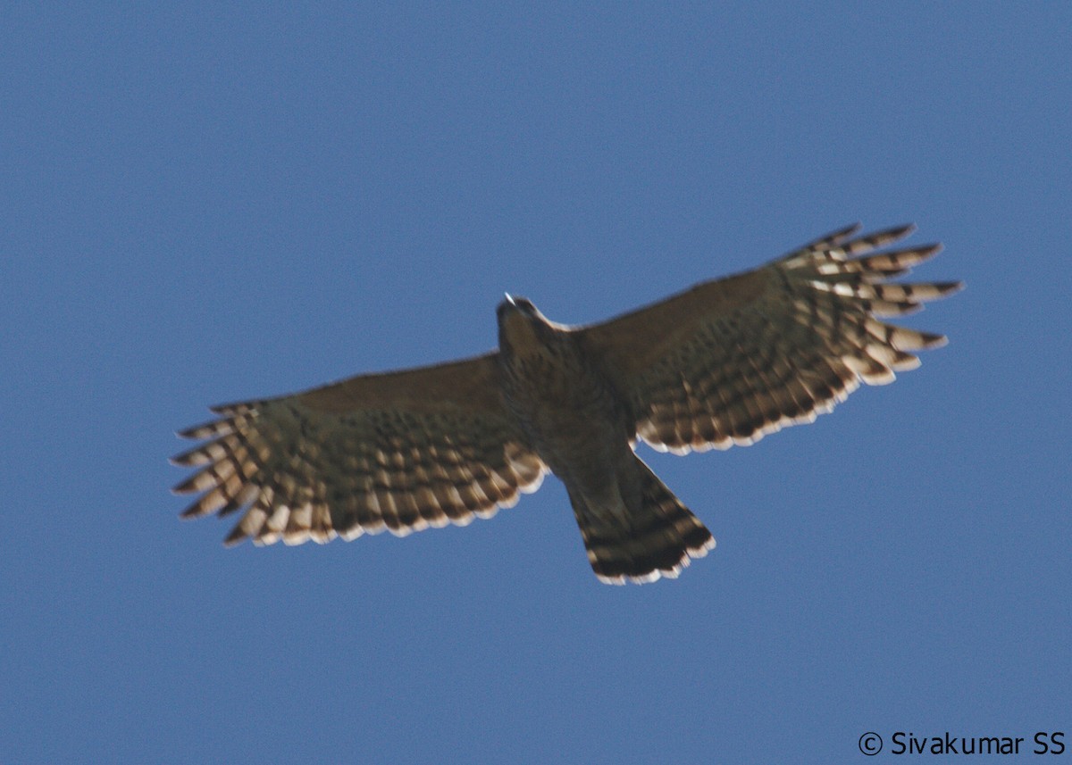 Legge's Hawk-Eagle - ML84171541