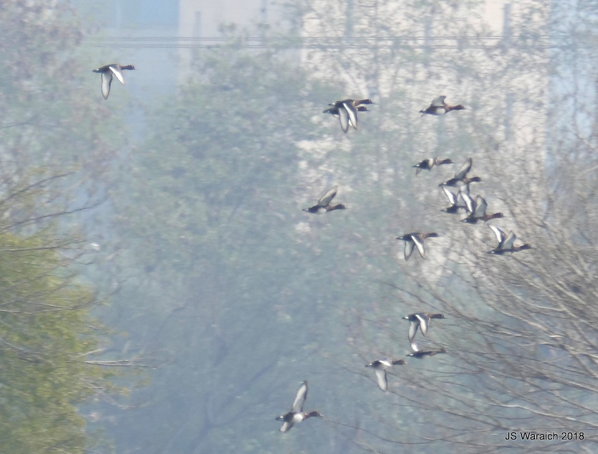 Ferruginous Duck - ML84171781