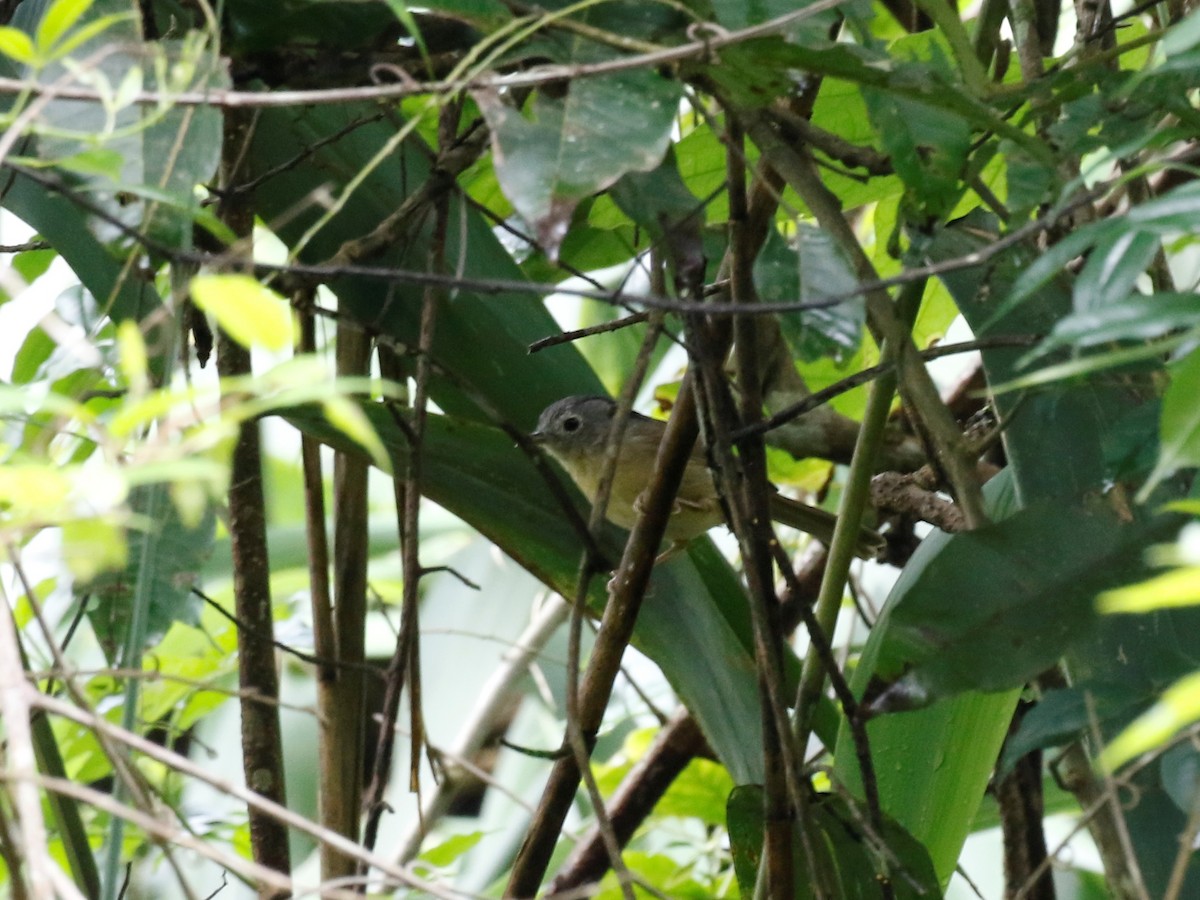 Yunnan Fulvetta - ML84171891