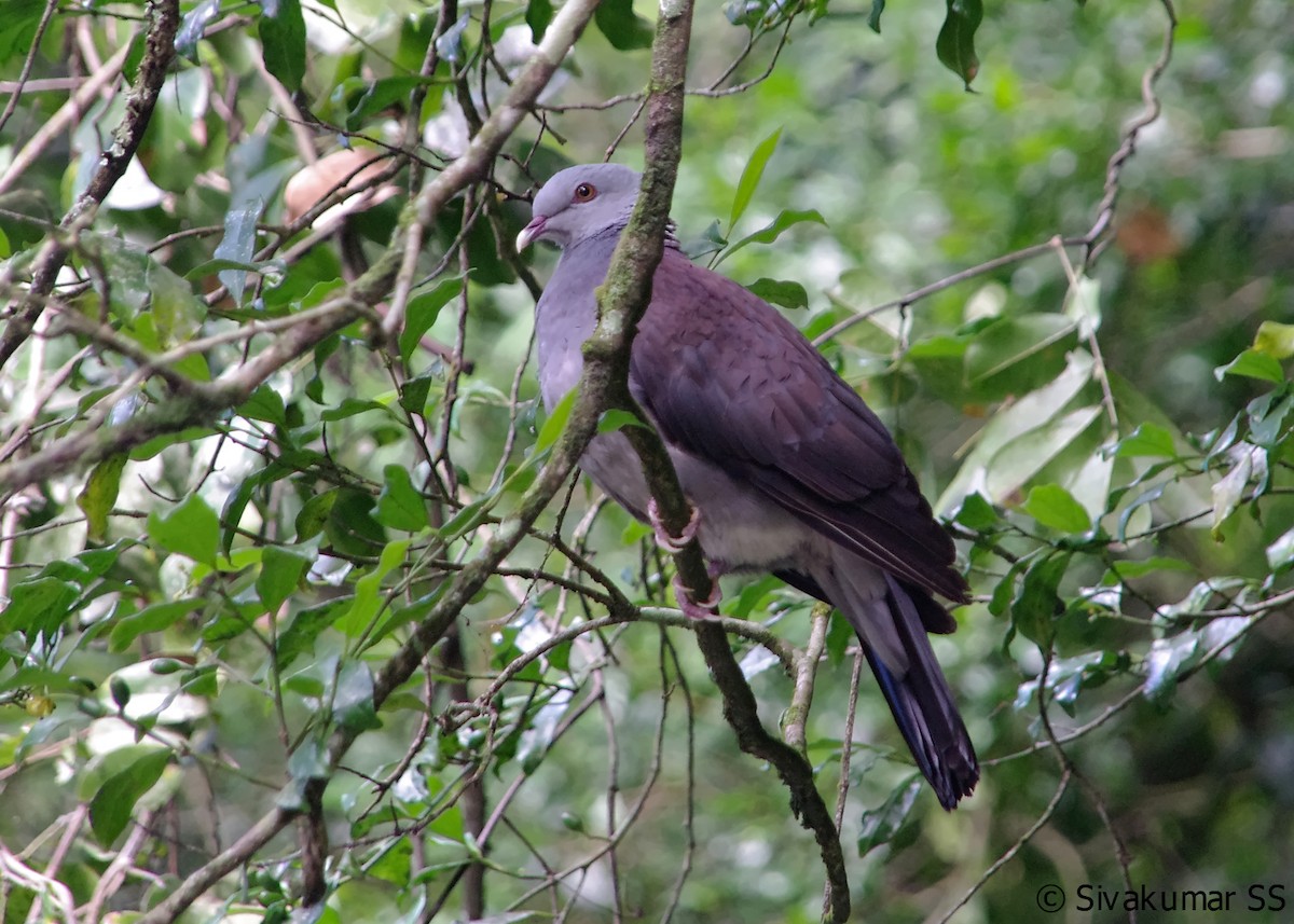 Nilgiri Wood-Pigeon - ML84172411
