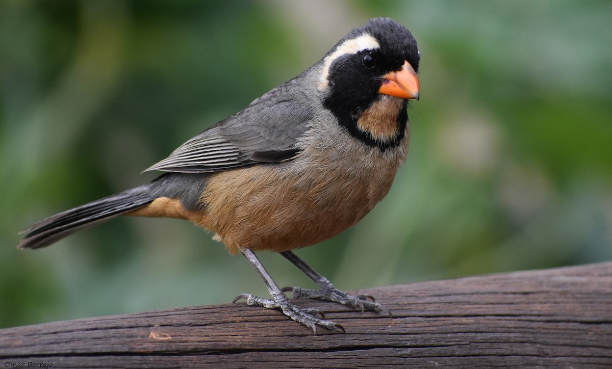 Golden-billed Saltator - Omar Borrajo