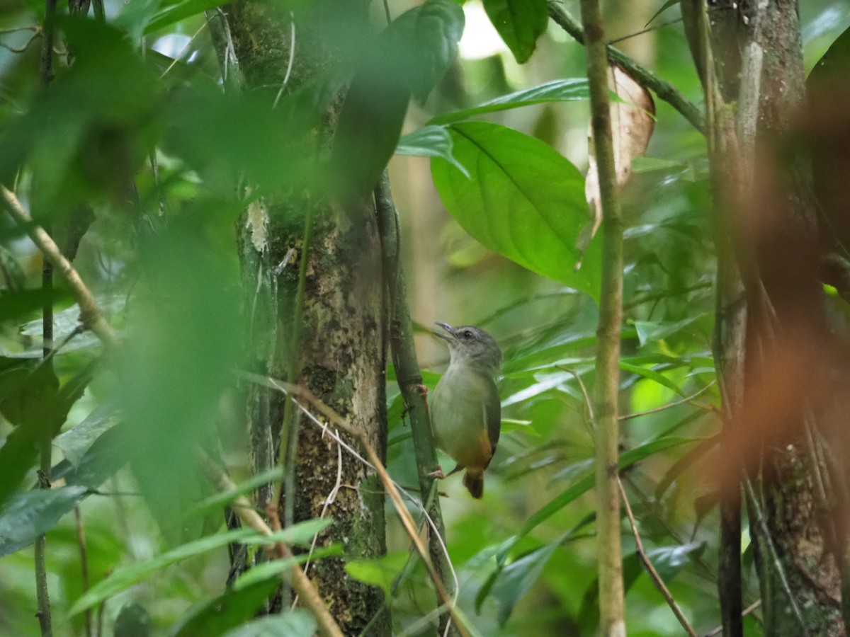 Horsfield's Babbler - ML84174171