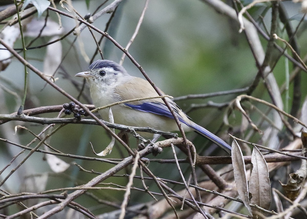 Blue-winged Minla - ML84174241