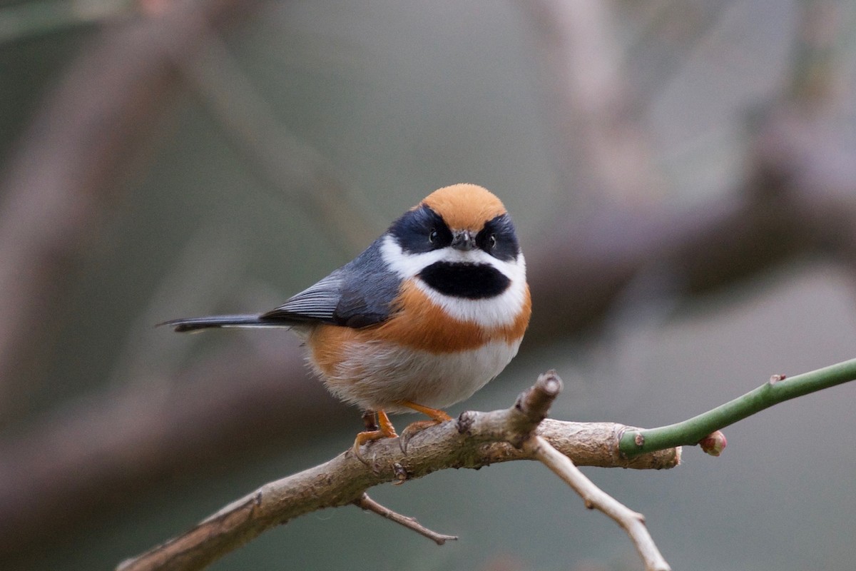 Black-throated Tit (Black-throated) - ML84174441