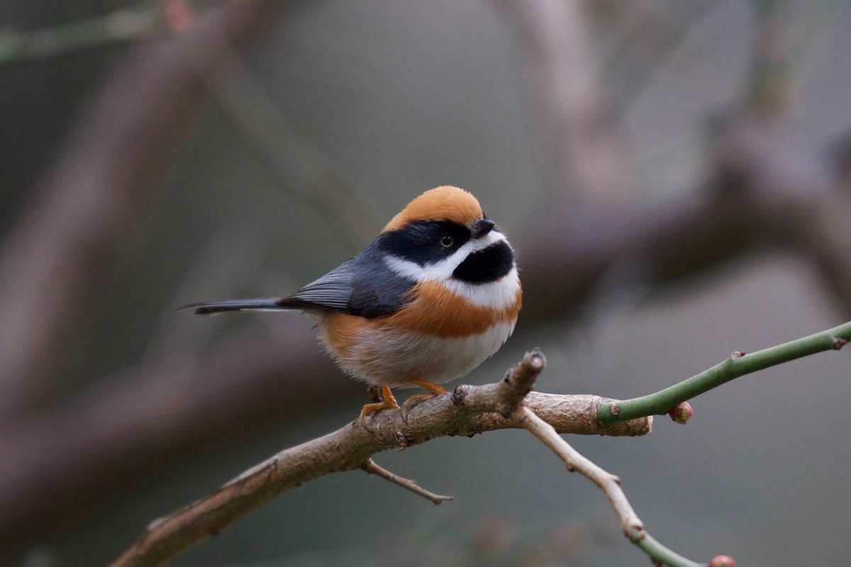 Black-throated Tit (Black-throated) - Yasuhiko Komatsu
