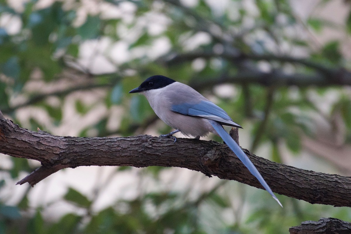 Azure-winged Magpie - Yasuhiko Komatsu