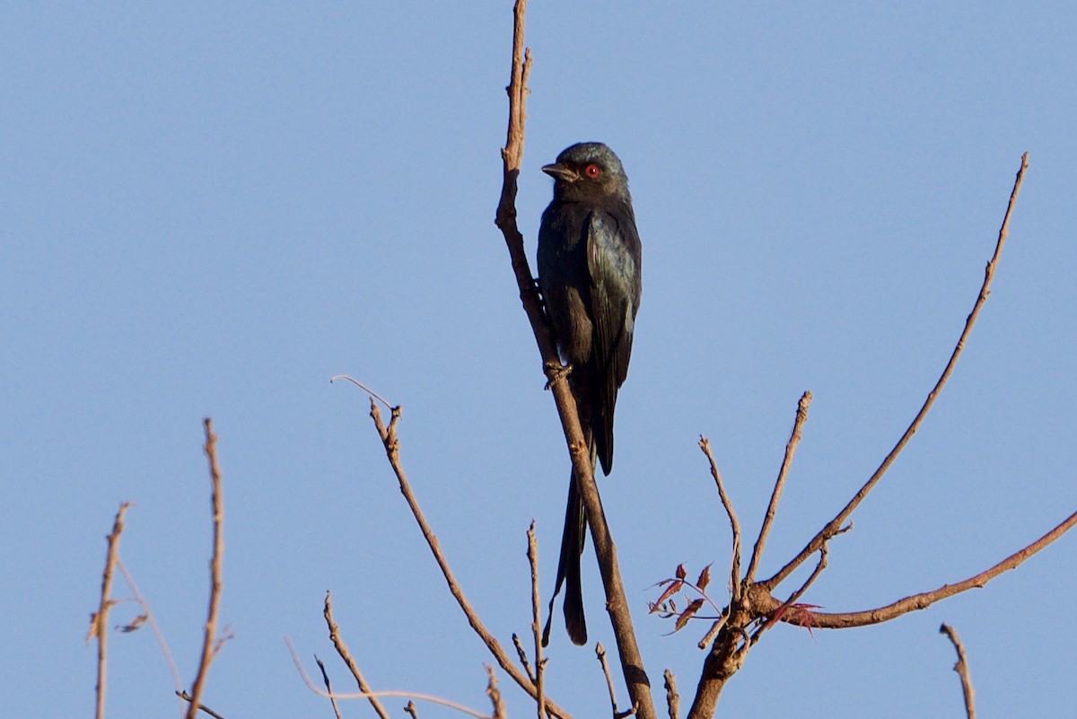 Ashy Drongo - Snehasis Sinha