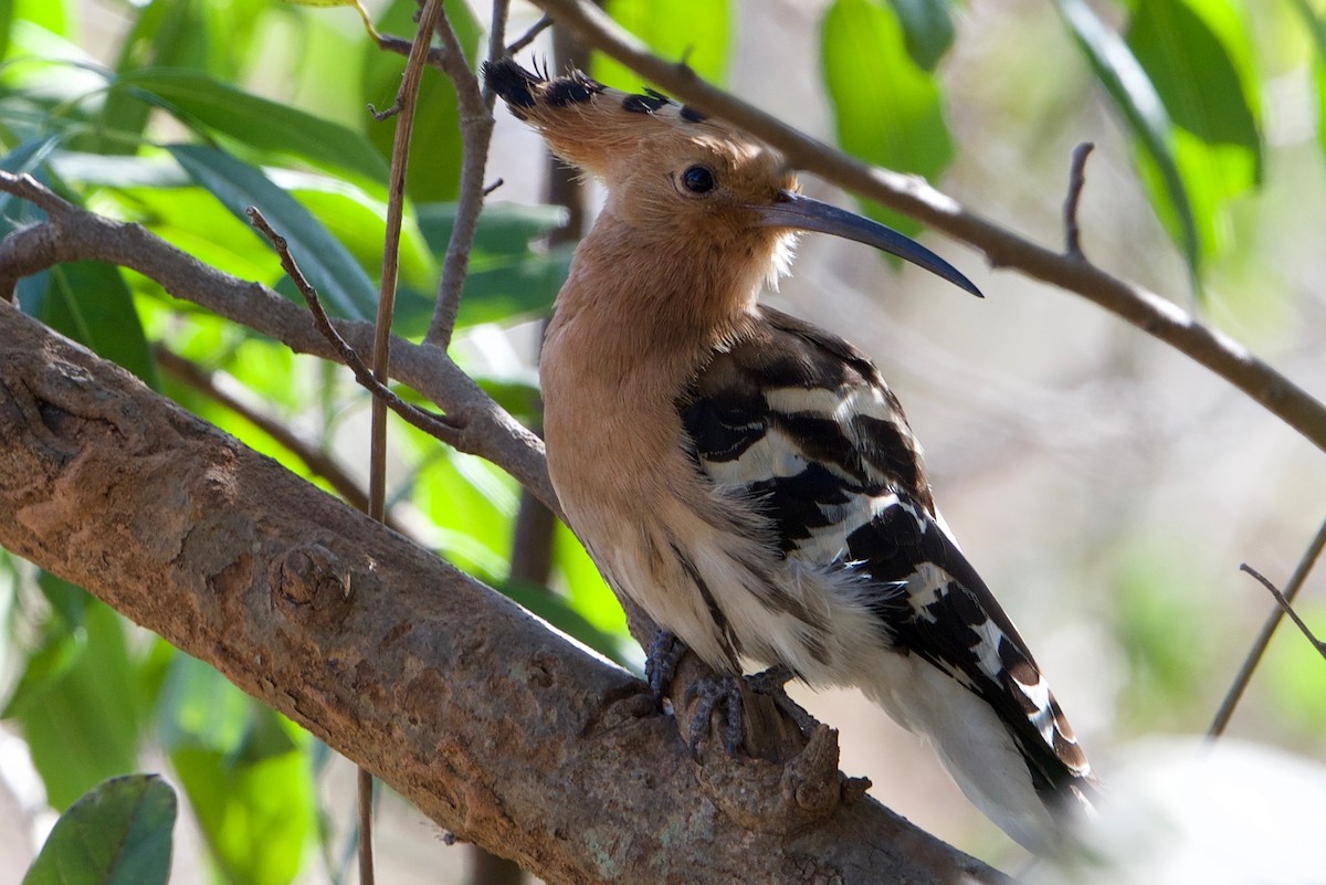 Eurasian Hoopoe - Snehasis Sinha