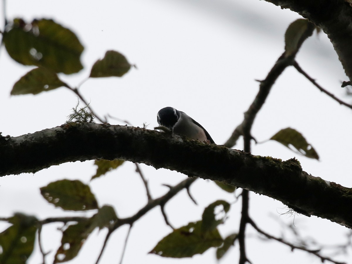 White-browed Shrike-Babbler - ML84177601