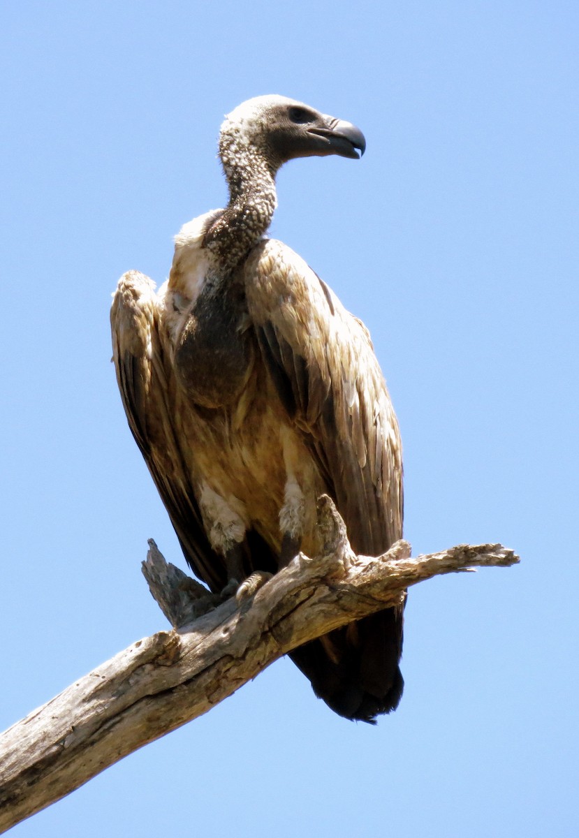 White-backed Vulture - ML84177821