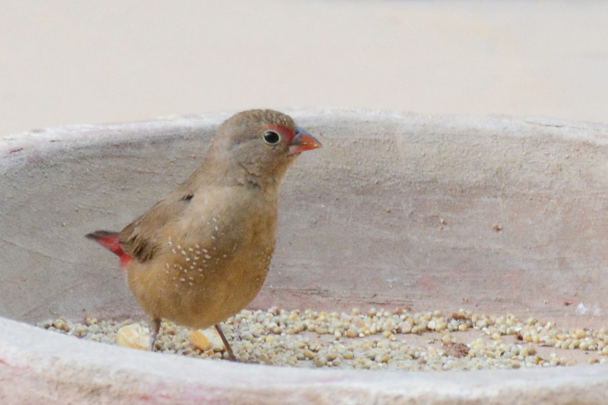 Red-billed Firefinch - ML84178531