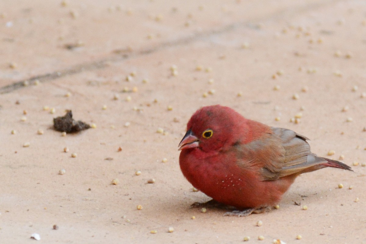 Red-billed Firefinch - ML84178551