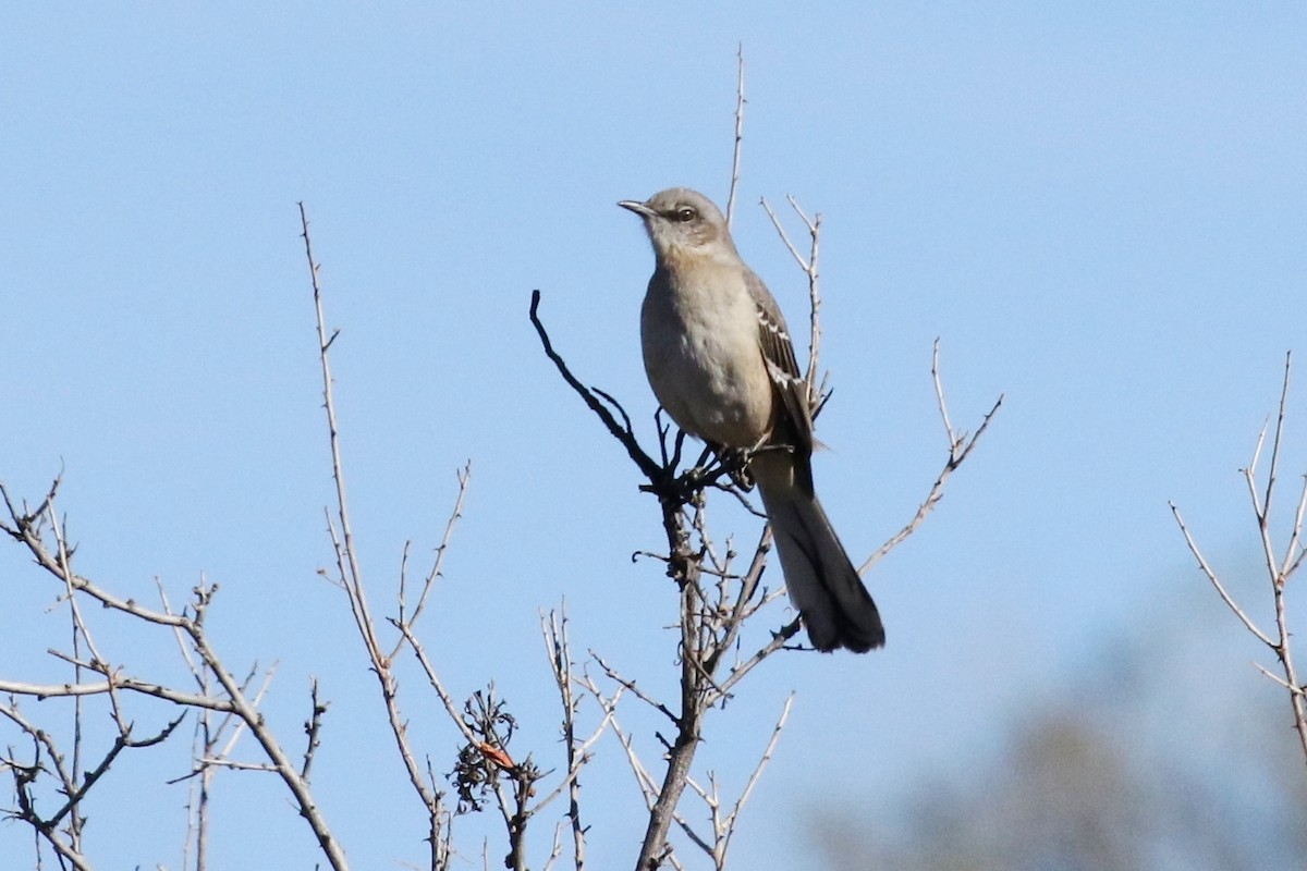 Northern Mockingbird - ML84178761