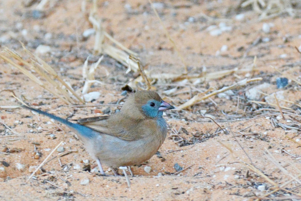 Red-cheeked Cordonbleu - ML84178851