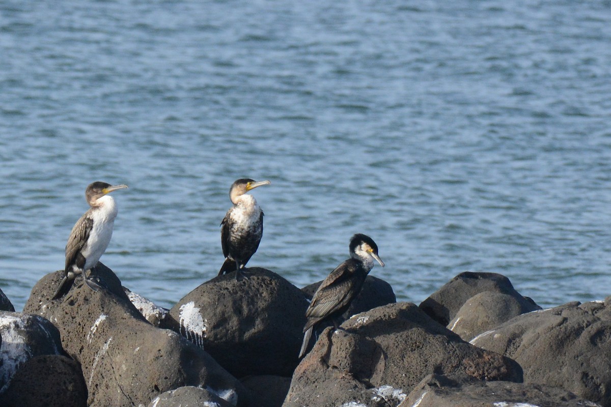 Great Cormorant (White-breasted) - ML84178901