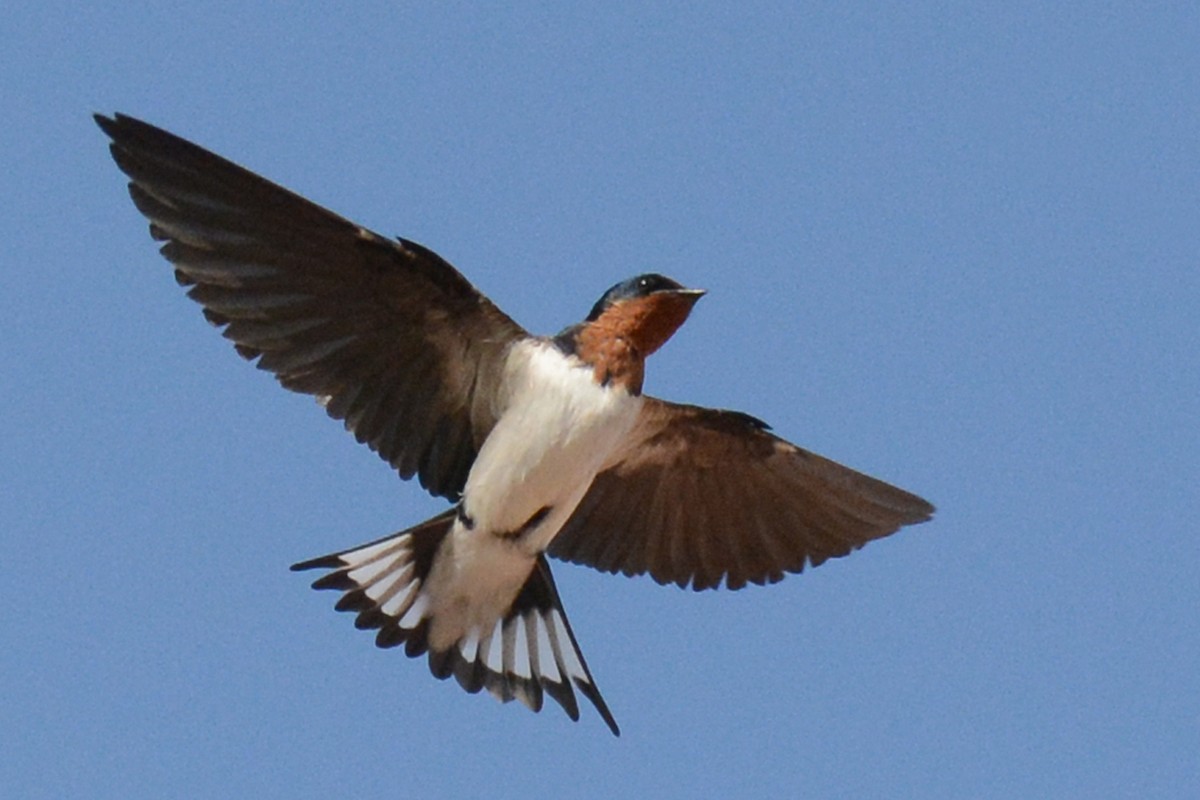 Golondrina de Guinea - ML84178951