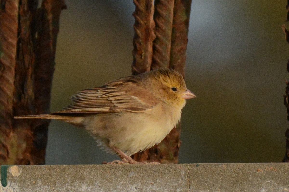 Sudan Golden Sparrow - ML84178971