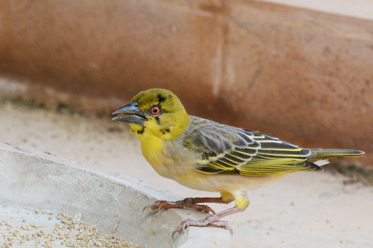 Village Weaver - ML84179031