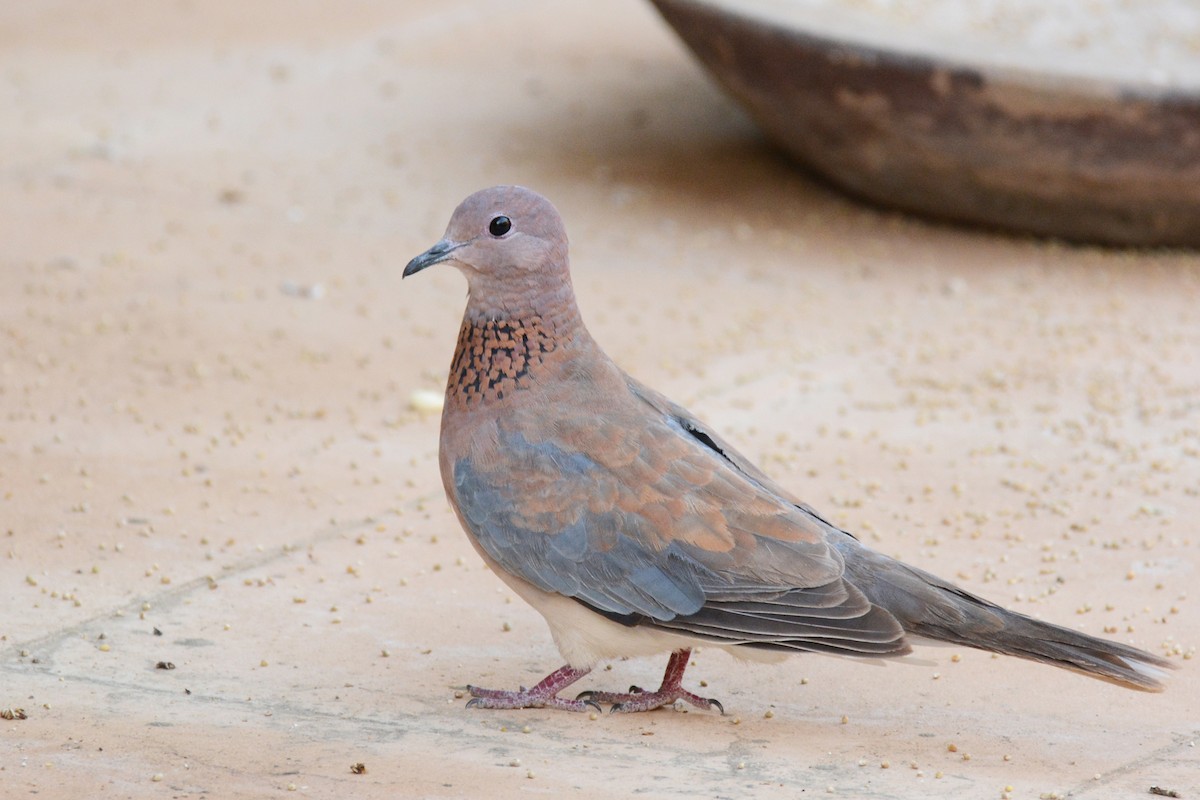 Tórtola Senegalesa - ML84179181