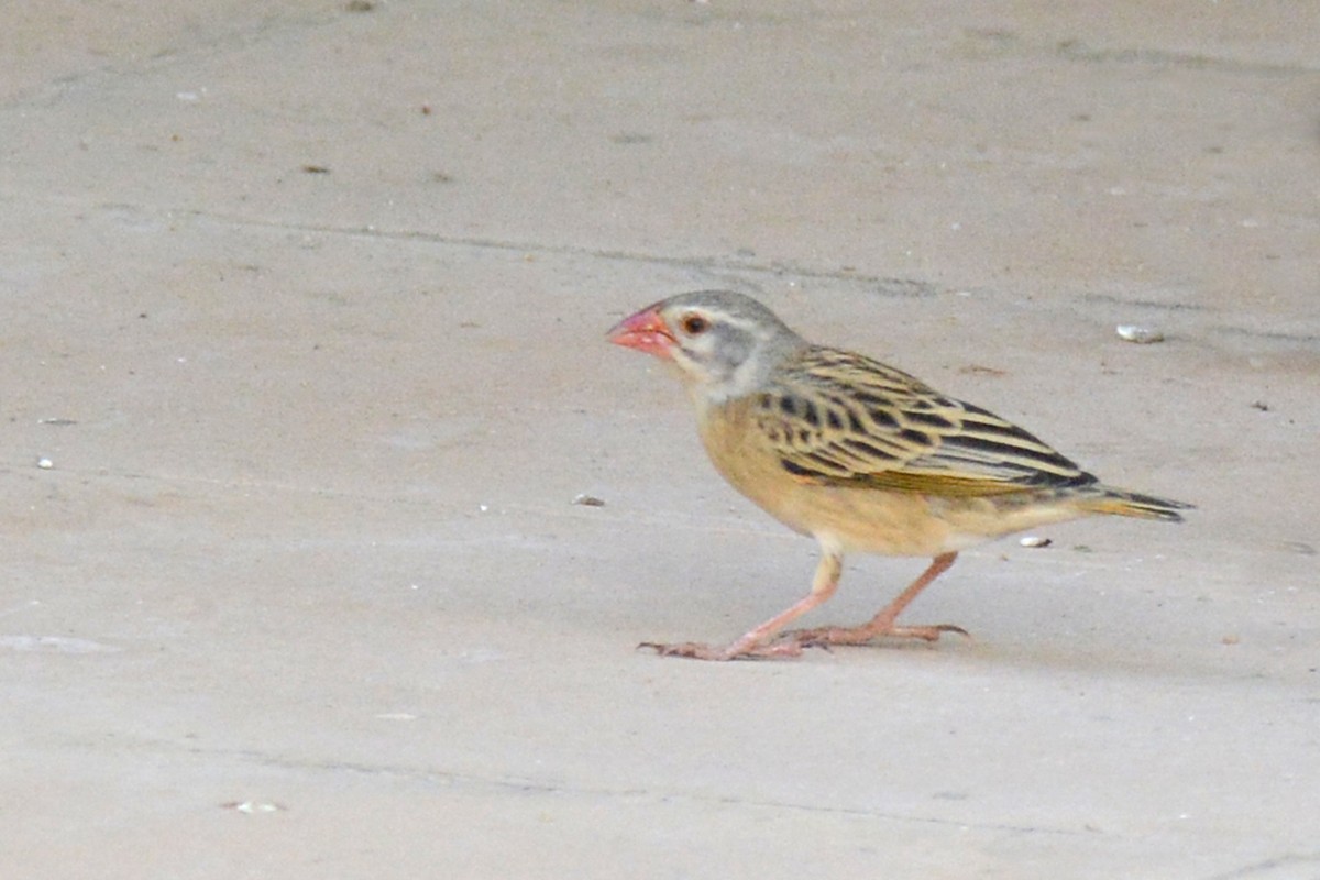 Red-billed Quelea - ML84179211